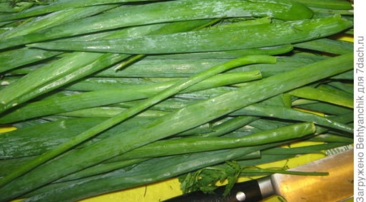 oignon vert