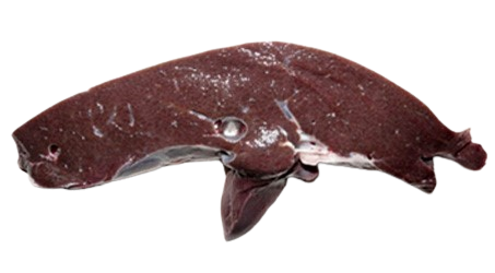 FOIE DE CHAMEAU