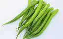 HARICOT VERT